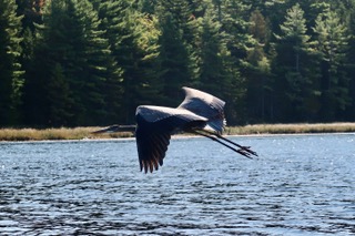 2 heron photos by David Palmer