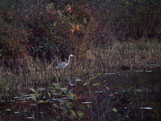 2 heron photos by David Palmer 1