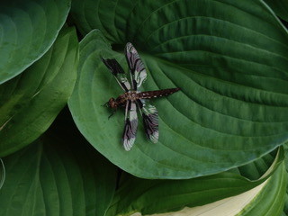 P6023928