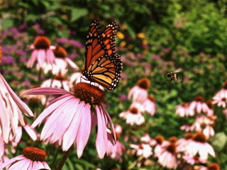 P7262029