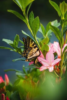 Photo by Adam Ithomitis-1