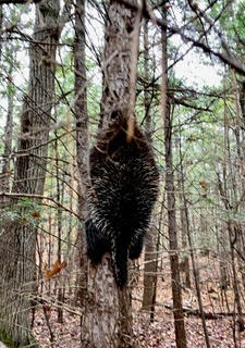 Porcupine