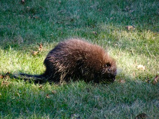 Porcupine 1