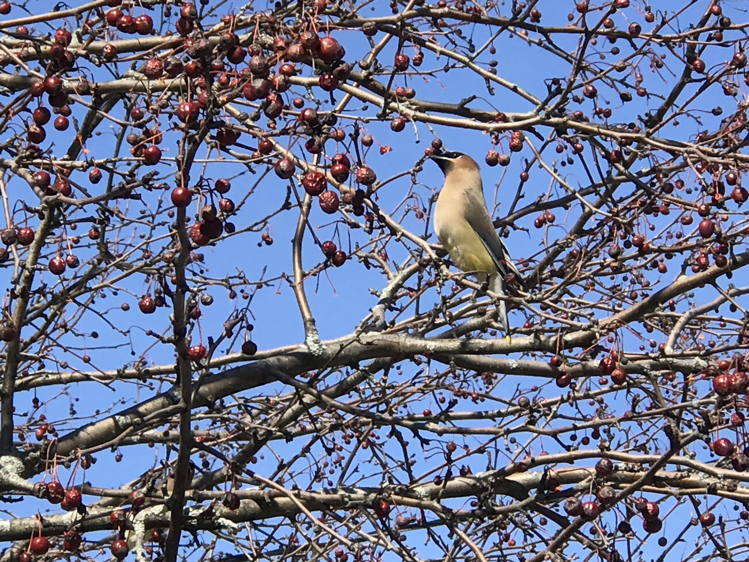 cedar-waxing