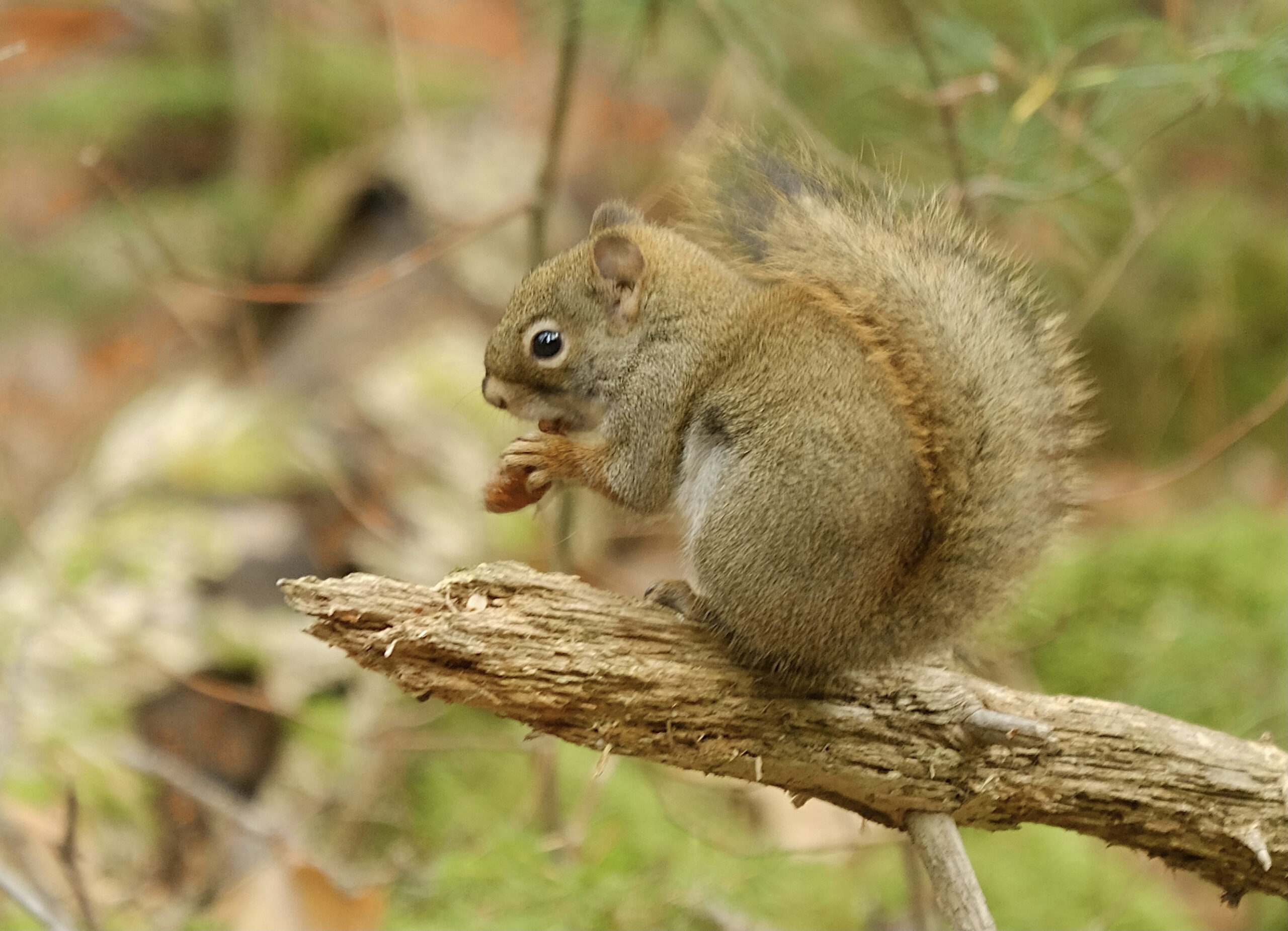 red-squirrels-1